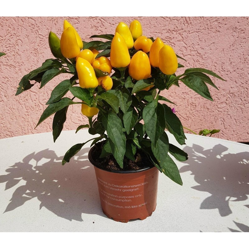 Price: €1.55 - Bolivijski Mini Chili Seme - 
