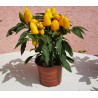 Price: €1.55 - Σπόροι Βολιβιανός Μίνι Γλυκό Τσίλι - 