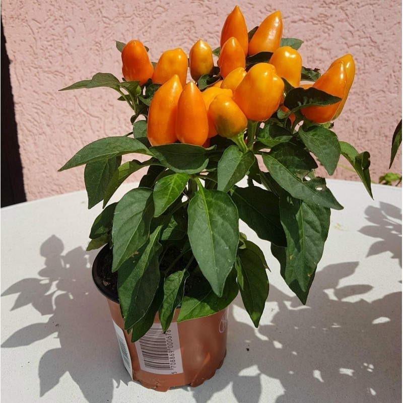 Price: €1.55 - Σπόροι Βολιβιανός Μίνι Γλυκό Τσίλι - 