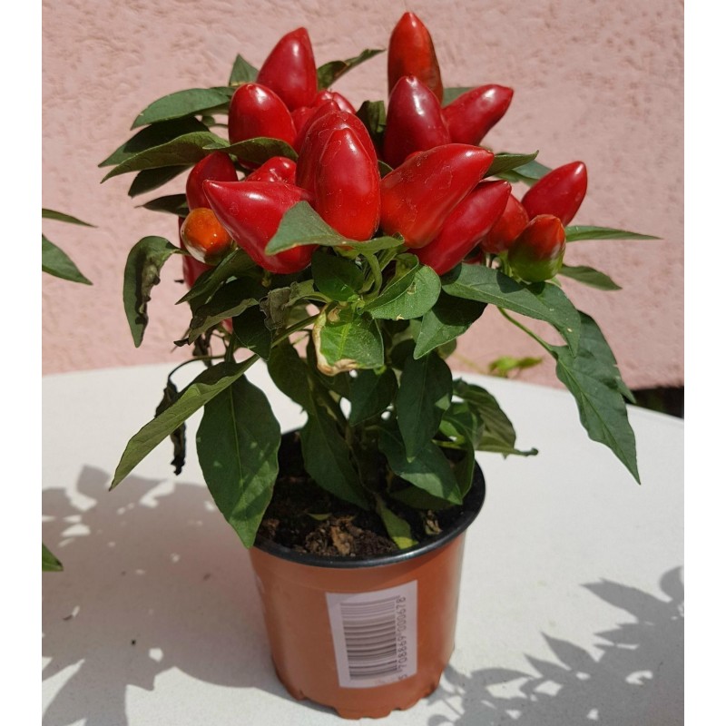 Price: €1.55 - Σπόροι Βολιβιανός Μίνι Γλυκό Τσίλι - 