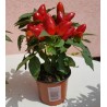 Price: €1.55 - Bolivijski Mini Chili Seme - 