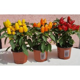 Nasiona mini chili boliwijskiego 1395