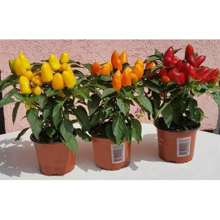 Price: €1.55 - Semillas de Pimiento - Chile Boliviano Mini -