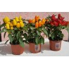 Price: €1.55 - Bolivijski Mini Chili Seme - 