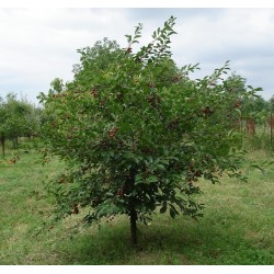 Semillas de Guinda, Guindas, Cerezo ácido, Guindo, Cerezo guindal (Prunus Mahaleb)