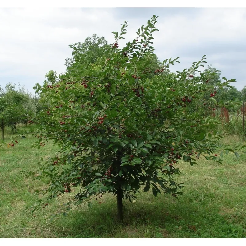 Sementes de Cereja Mahaleb (Prunus mahaleb)