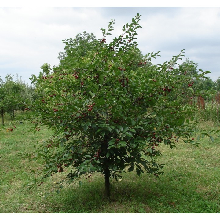 Nasiona Wiśni Mahaleb (Prunus mahaleb) - 1.98