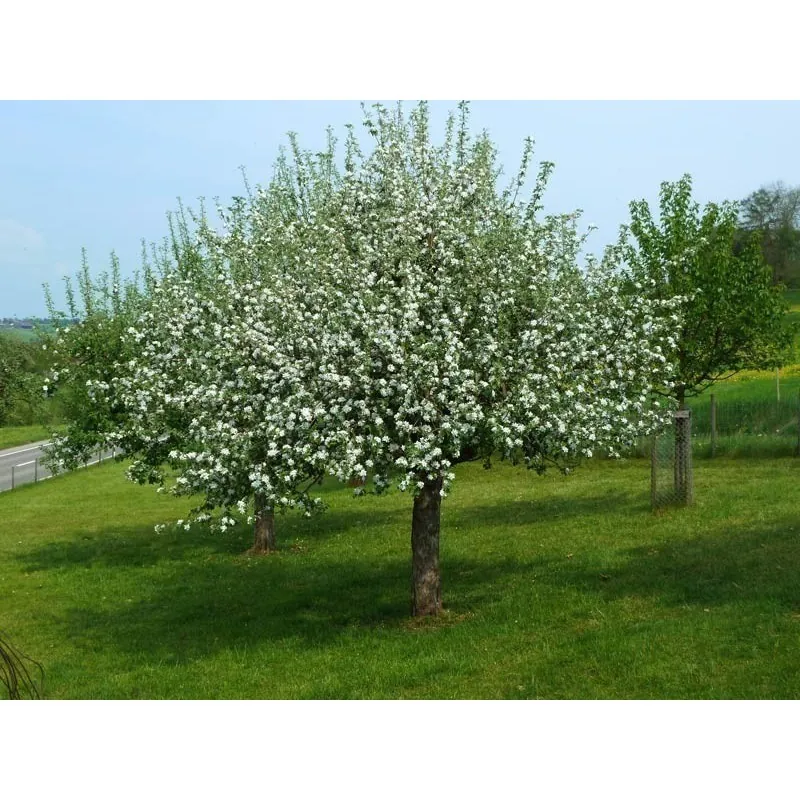 Mahaleb Cseresznye Magvak (Prunus mahaleb)