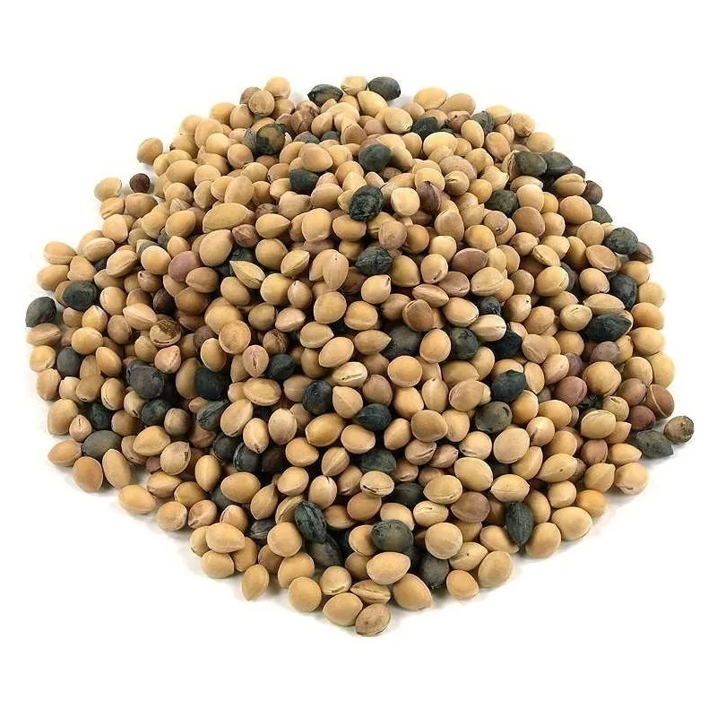 Sementes de Cereja Mahaleb (Prunus mahaleb)