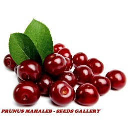 Nasiona Wiśni Mahaleb (Prunus mahaleb) - 1.98