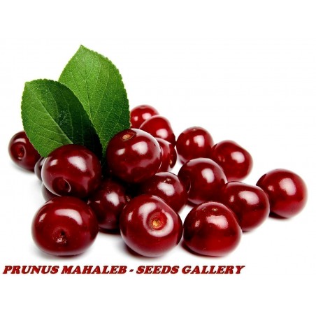 Price: €1.95 - Surkörsbär Fröer (Prunus cerasus) -