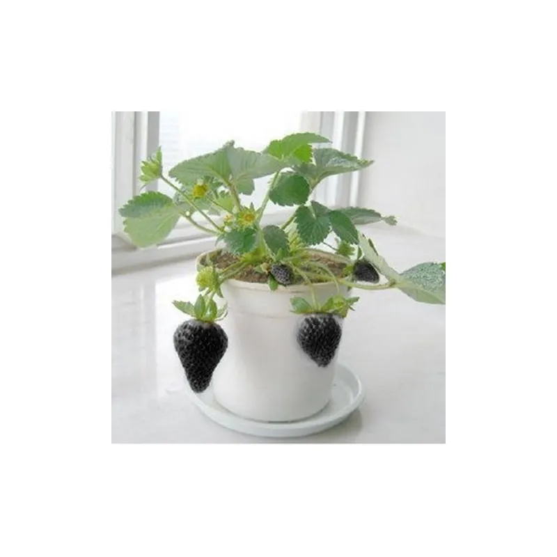 Graines de fraises noires