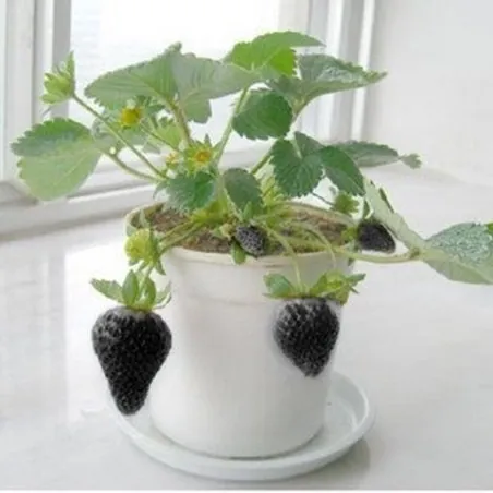Graines de fraises noires