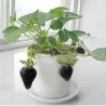 Sementes de morango preto