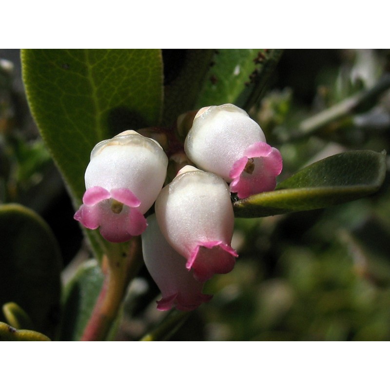 Price: €2.45 - Bearberry, Kinnikinnick, Bear-Grape Seeds (Arctostaphylos uva-ursi) - 