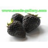 Graines de fraises noires