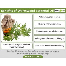 Artemisia annua: how to grow sweet wormwood - Plantura