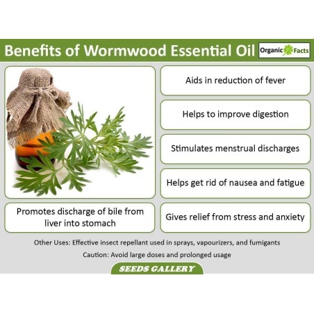 Samen Einjähriger Beifuss Heilpflanze (Artemisia annua)