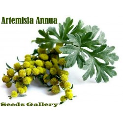 Graines de ARMOISE ANNUELLE - Plante médicinale (Artemisia Annua)