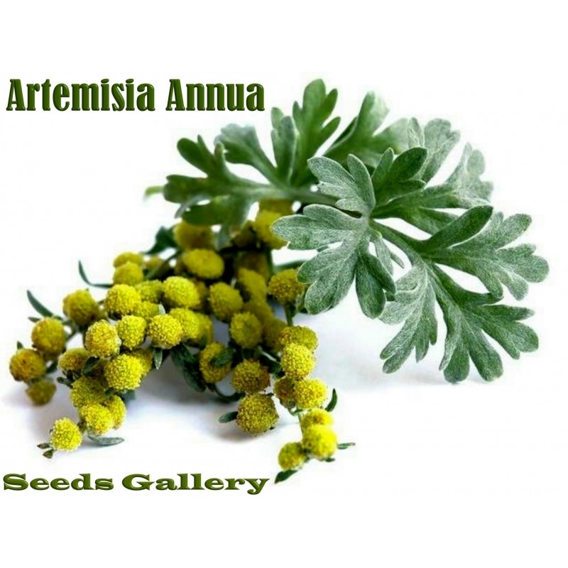 Sweet Wormwood Seeds (Artemisia annua) - Price €1.95