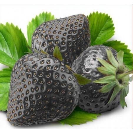 Price: €2.25 - Semi di Fragola Nera Esotici e rari -