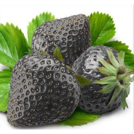Graines de fraises noires