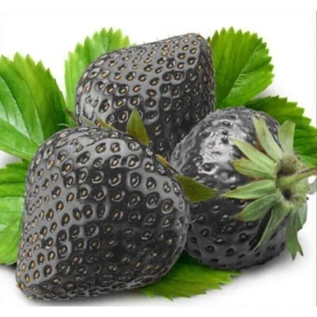 Sementes de morango preto
