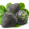 Graines de fraises noires