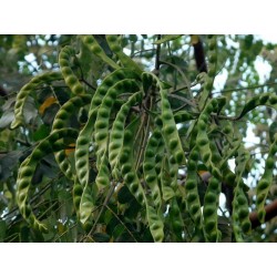 Graines de CONDORI ou CARDINALIER (Adenanthera pavonina)
