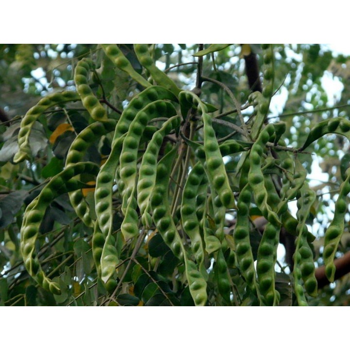Red Lucky Seed - Red sandalwood Seeds (Adenanthera pavonina) - 2.295