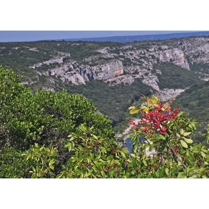 Terebinth - Turpentine Tree Seeds (Pistacia terebinthus)
