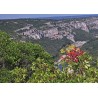 Terebint - Terpentinträd Fröer (Pistacia terebinthus) | 2,05 €