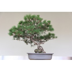 Bonsai Seme Australian Pine