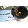 Price: €2.55 - Echter Kaffeebaum Samen Cafe Coffea Arabica - 