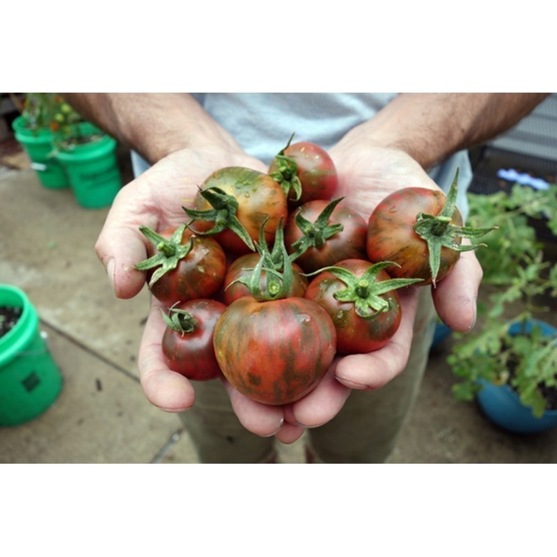 Price: €1.75 - Semillas de tomate negro Vernissage - Seeds Gallery