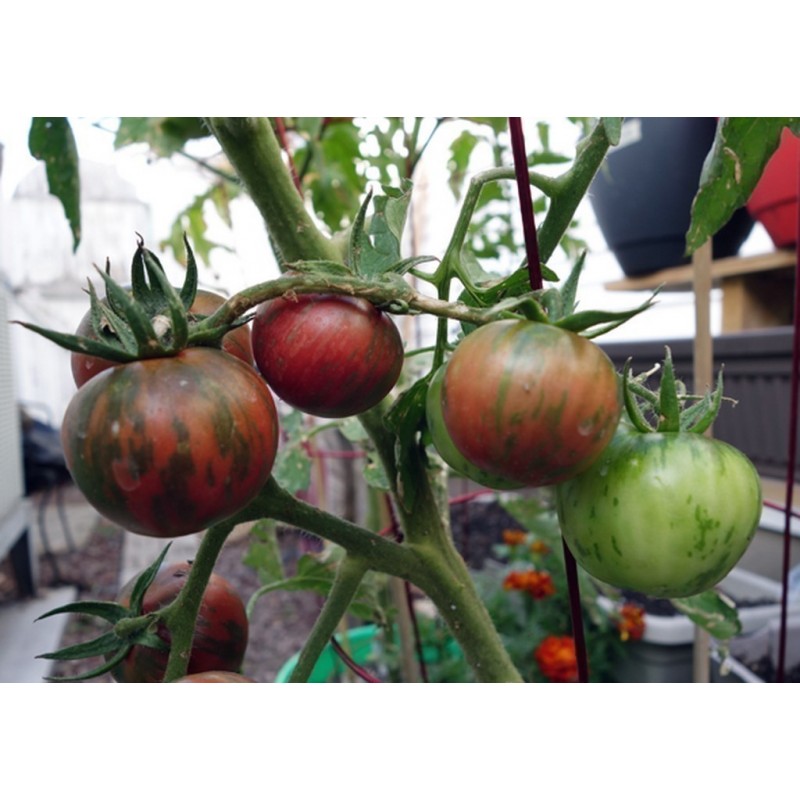 Price: €1.75 - Semi di pomodoro nero di Vernissage - Seeds Gallery