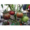 Price: €1.75 - Semillas de tomate negro Vernissage - Seeds Gallery