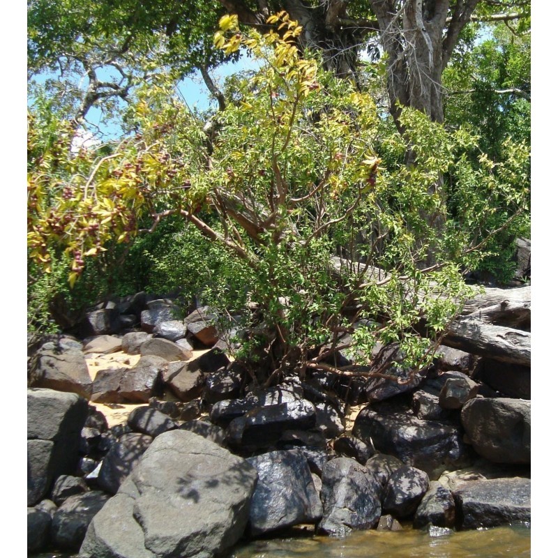 Price: €4.5 - KAMU KAMU Seme (Myrciaria dubia) - 