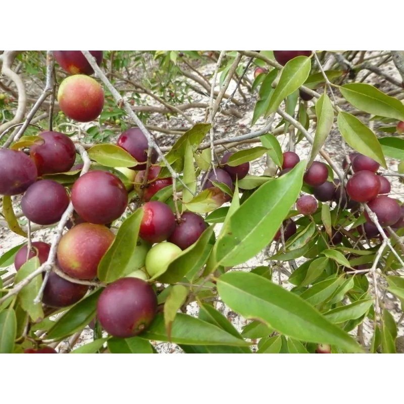 Camu Camu Seeds (Myrciaria dubia)