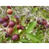 Camu Camu Seeds (Myrciaria dubia)