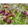 Price: €4.5 - KAMU KAMU Seme (Myrciaria dubia) - 