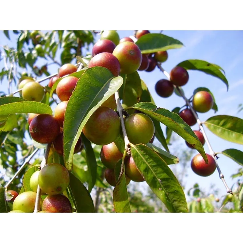 Camu Camu Seeds (Myrciaria dubia)
