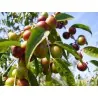 Camu Camu Seeds (Myrciaria dubia)