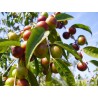 Price: €4.5 - KAMU KAMU Seme (Myrciaria dubia) - 