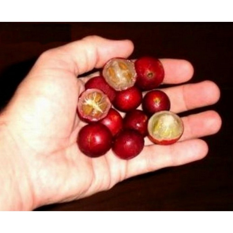 Price: €4.5 - KAMU KAMU Seme (Myrciaria dubia) - 
