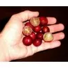 Camu Camu Seeds (Myrciaria dubia)