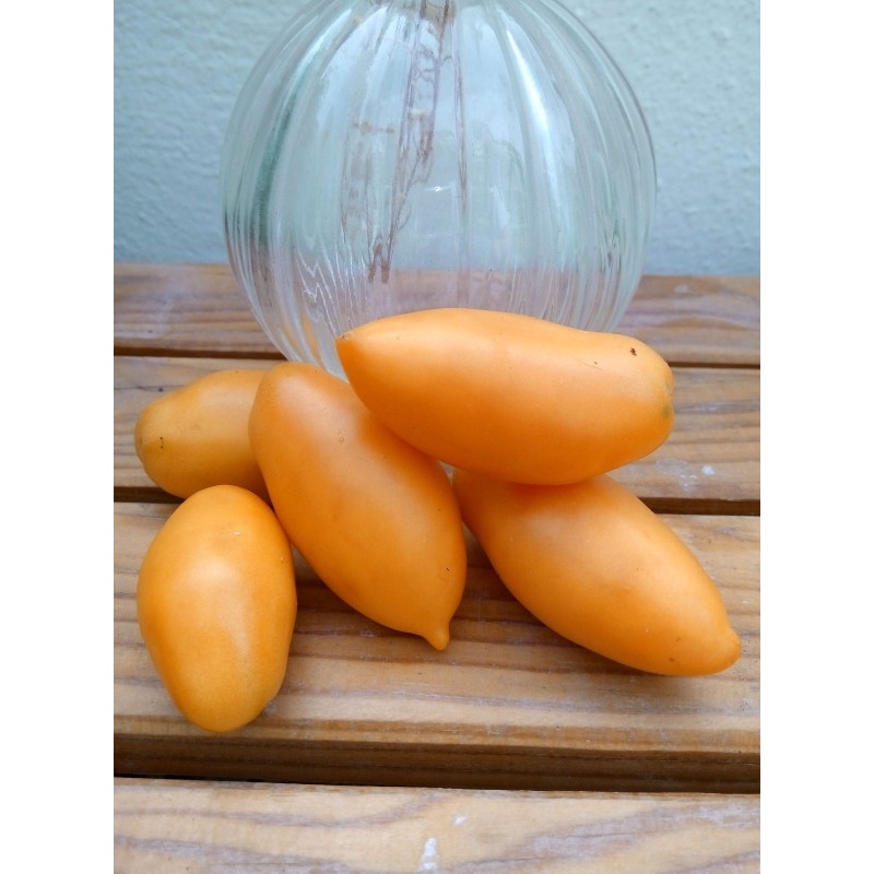 Semi di pomodoro Tschuchloma