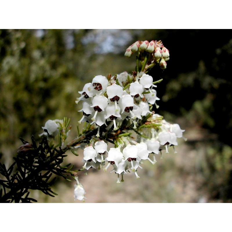 Tree Heath Seeds (Erica arborea) | β¬1.95