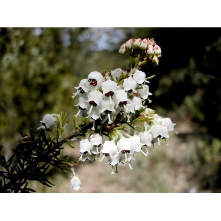 Tree Heath Seeds (Erica arborea) | β¬1.95