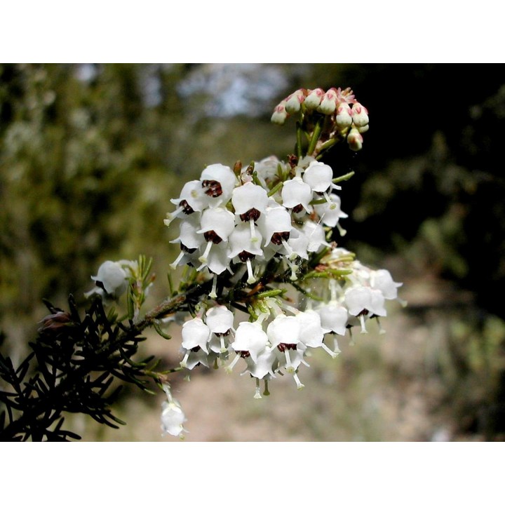 Tree Heath Seeds (Erica arborea) - 1.755